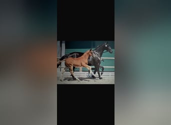 Oldenbourg, Jument, 5 Ans, 162 cm, Noir