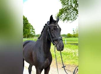 Oldenbourg, Jument, 5 Ans, 162 cm, Noir