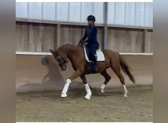 Oldenbourg, Jument, 5 Ans, 163 cm, Alezan