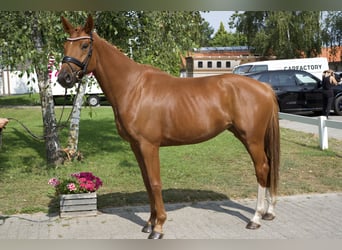 Oldenbourg, Jument, 5 Ans, 163 cm, Alezan