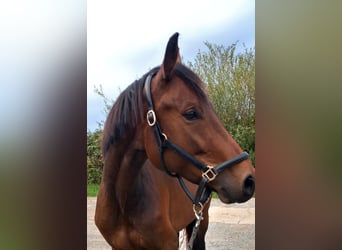 Oldenbourg, Jument, 5 Ans, 163 cm, Bai brun