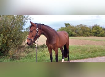 Oldenbourg, Jument, 5 Ans, 163 cm, Bai brun