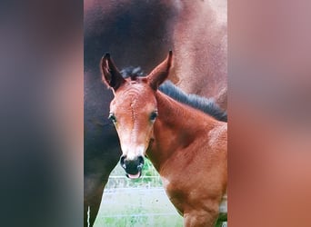 Oldenbourg, Jument, 5 Ans, 163 cm, Bai brun