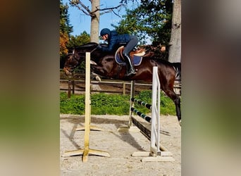 Oldenbourg, Jument, 5 Ans, 163 cm, Bai brun