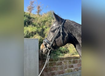 Oldenbourg, Jument, 5 Ans, 163 cm, Bai brun foncé