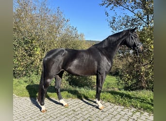 Oldenbourg, Jument, 5 Ans, 163 cm, Bai brun foncé