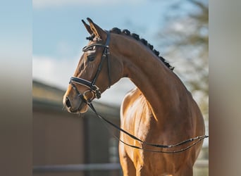 Oldenbourg, Jument, 5 Ans, 163 cm, Bai