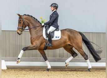 Oldenbourg, Jument, 5 Ans, 163 cm, Bai