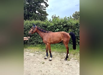 Oldenbourg, Jument, 5 Ans, 163 cm, Bai
