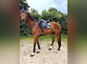 Oldenbourg, Jument, 5 Ans, 163 cm, Bai