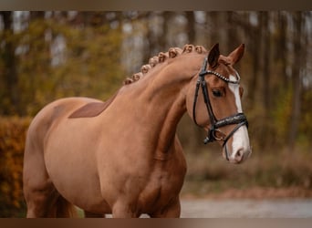 Oldenbourg, Jument, 5 Ans, 164 cm, Alezan brûlé