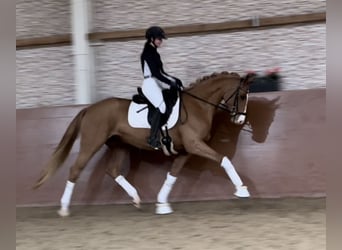 Oldenbourg, Jument, 5 Ans, 164 cm, Alezan brûlé