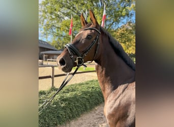 Oldenbourg, Jument, 5 Ans, 164 cm, Alezan brûlé