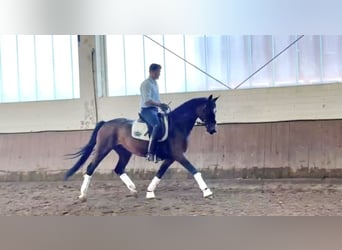 Oldenbourg, Jument, 5 Ans, 164 cm, Bai brun