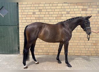 Oldenbourg, Jument, 5 Ans, 164 cm, Bai brun foncé