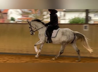 Oldenbourg, Jument, 5 Ans, 164 cm, Gris