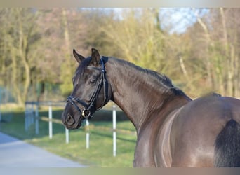 Oldenbourg, Jument, 5 Ans, 164 cm, Noir