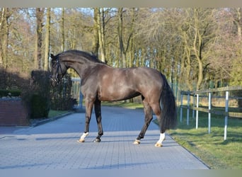 Oldenbourg, Jument, 5 Ans, 164 cm, Noir