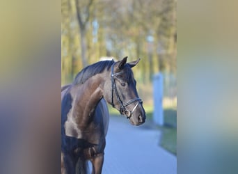 Oldenbourg, Jument, 5 Ans, 164 cm, Noir