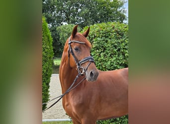 Oldenbourg, Jument, 5 Ans, 165 cm, Alezan