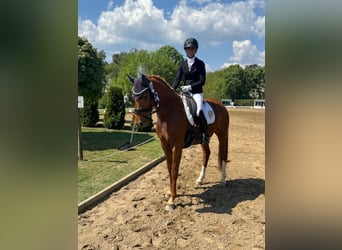 Oldenbourg, Jument, 5 Ans, 165 cm, Alezan