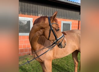 Oldenbourg, Jument, 5 Ans, 165 cm, Alezan