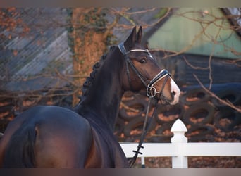 Oldenbourg, Jument, 5 Ans, 165 cm, Bai brun
