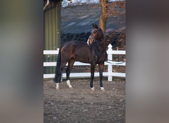 Oldenbourg, Jument, 5 Ans, 165 cm, Bai brun