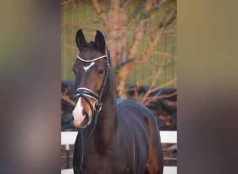 Oldenbourg, Jument, 5 Ans, 165 cm, Bai brun