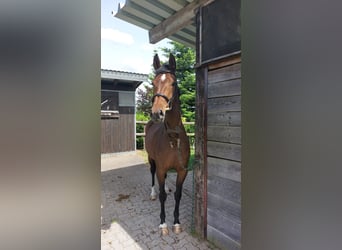 Oldenbourg, Jument, 5 Ans, 165 cm, Bai brun