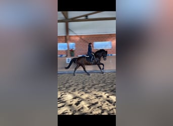 Oldenbourg, Jument, 5 Ans, 165 cm, Bai