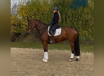 Oldenbourg, Jument, 5 Ans, 165 cm, Bai