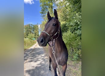 Oldenbourg, Jument, 5 Ans, 165 cm, Bai