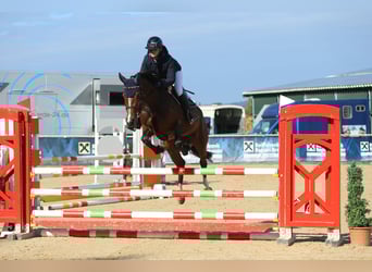 Oldenbourg, Jument, 5 Ans, 165 cm, Bai