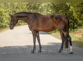 Oldenbourg, Jument, 5 Ans, 165 cm, Gris (bai-dun)