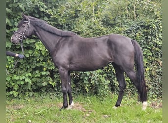 Oldenbourg, Jument, 5 Ans, 165 cm, Noir