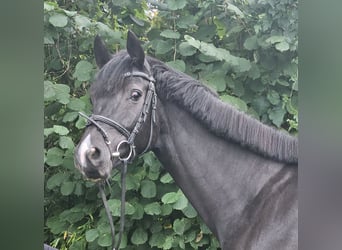 Oldenbourg, Jument, 5 Ans, 165 cm, Noir