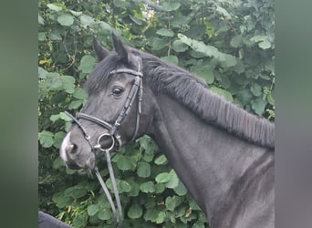 Oldenbourg, Jument, 5 Ans, 165 cm, Noir