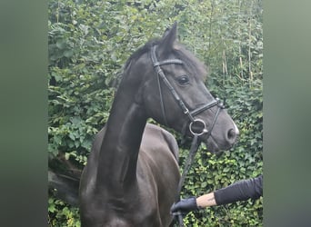Oldenbourg, Jument, 5 Ans, 165 cm, Noir