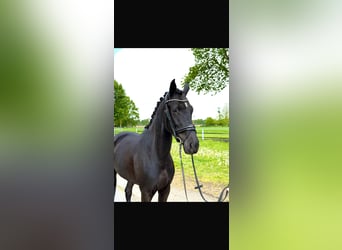 Oldenbourg, Jument, 5 Ans, 165 cm, Noir