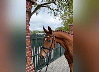Oldenbourg, Jument, 5 Ans, 166 cm, Alezan