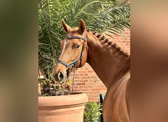 Oldenbourg, Jument, 5 Ans, 166 cm, Alezan