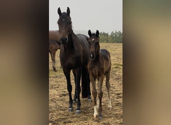 Oldenbourg, Jument, 5 Ans, 166 cm, Bai brun