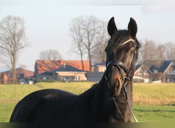 Oldenbourg, Jument, 5 Ans, 166 cm, Bai brun foncé