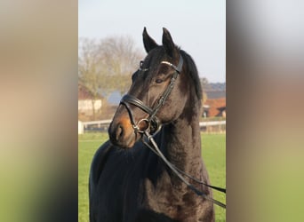 Oldenbourg, Jument, 5 Ans, 166 cm, Bai brun foncé