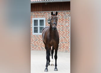 Oldenbourg, Jument, 5 Ans, 166 cm, Bai