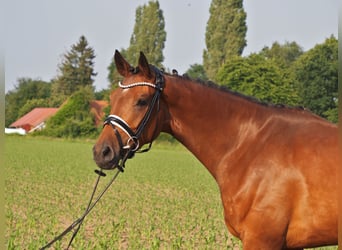 Oldenbourg, Jument, 5 Ans, 166 cm, Bai