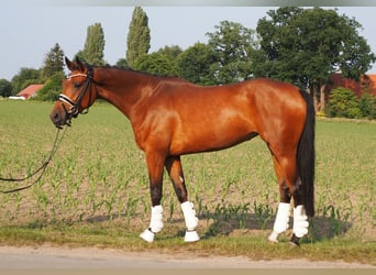 Oldenbourg, Jument, 5 Ans, 166 cm, Bai