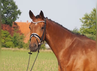 Oldenbourg, Jument, 5 Ans, 166 cm, Bai