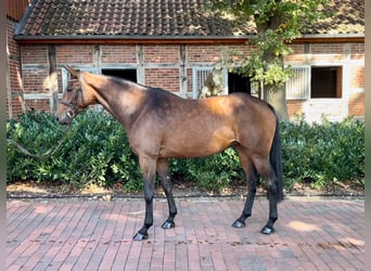 Oldenbourg, Jument, 5 Ans, 166 cm, Bai